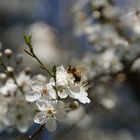 Frühling oder Biene auf Schlehenblüte