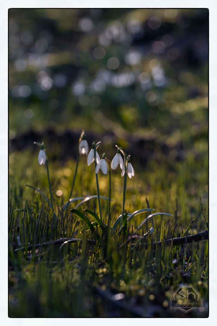 ....Frühling oder doch noch nicht?