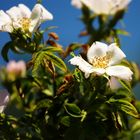 Frühling oder doch schon Herbst