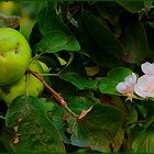 Frühling oder Herbst?