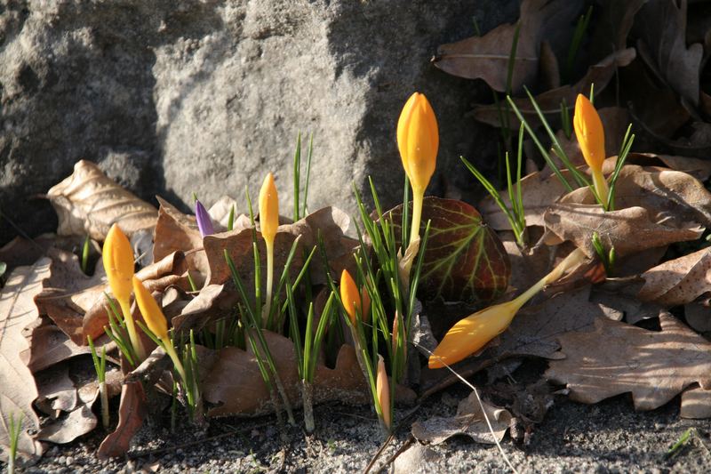 Frühling oder Herbst