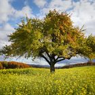 Frühling oder Herbst?