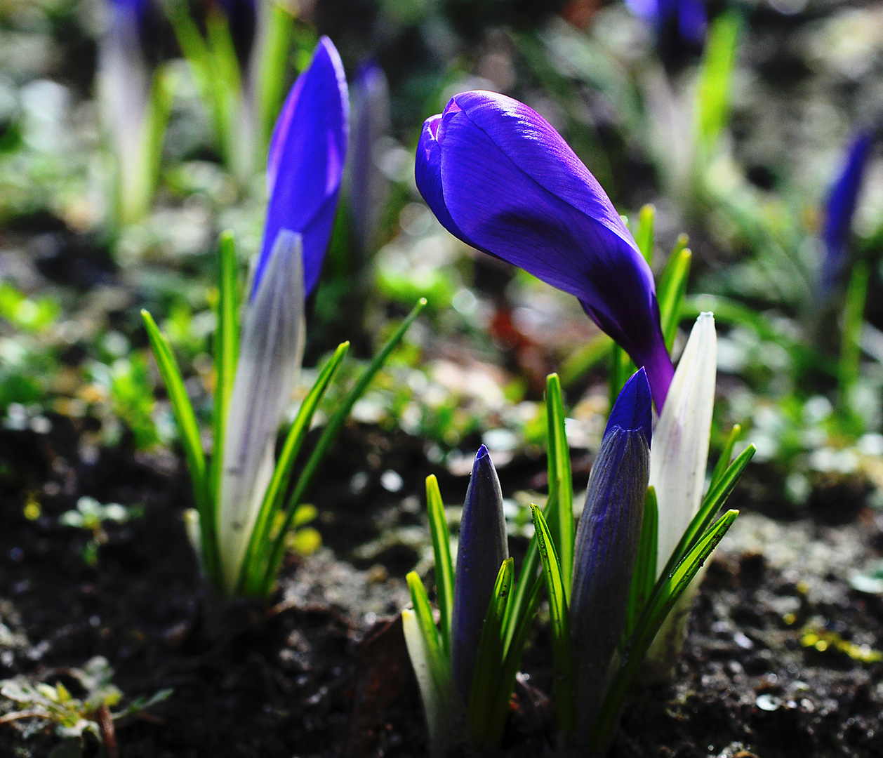 Frühling?? oder nur Vorfrühling?:))