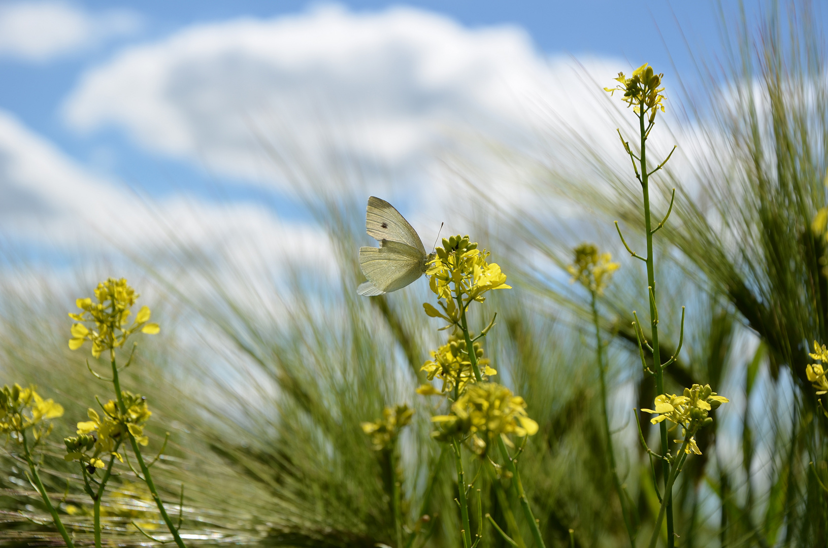 Frühling oder Sommer?