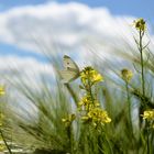 Frühling oder Sommer?