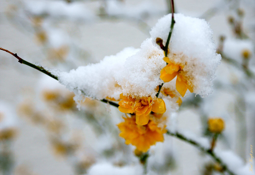 Frühling, oder was?