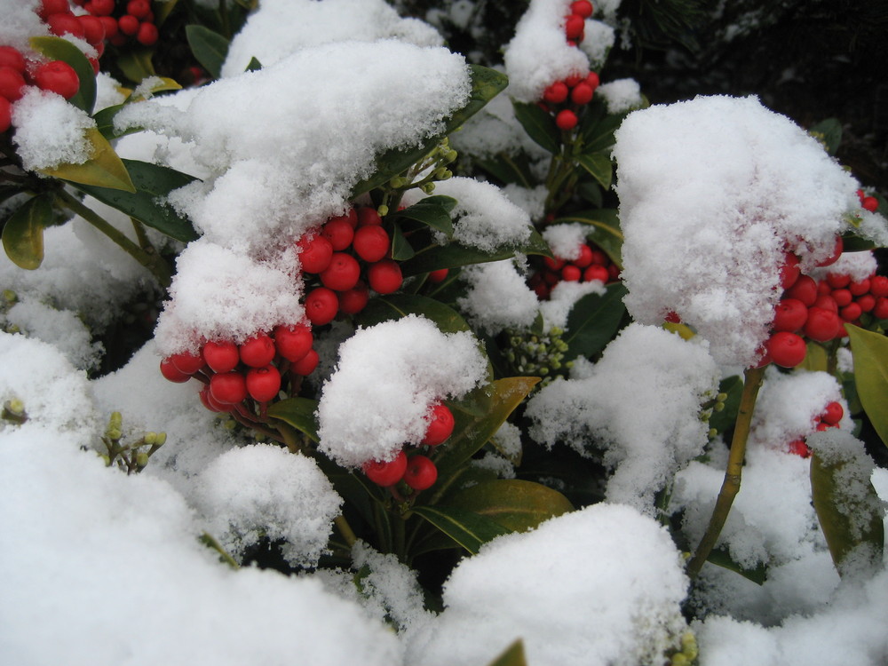 Frühling oder Winter ?