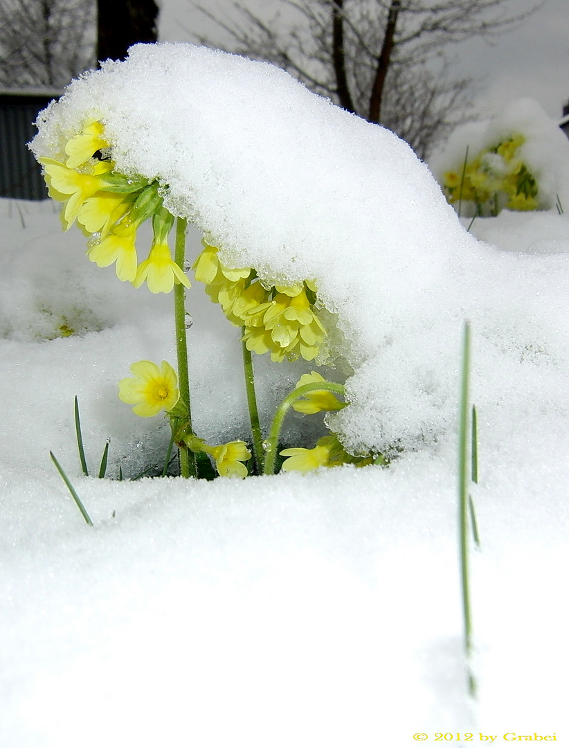 Frühling oder Winter??