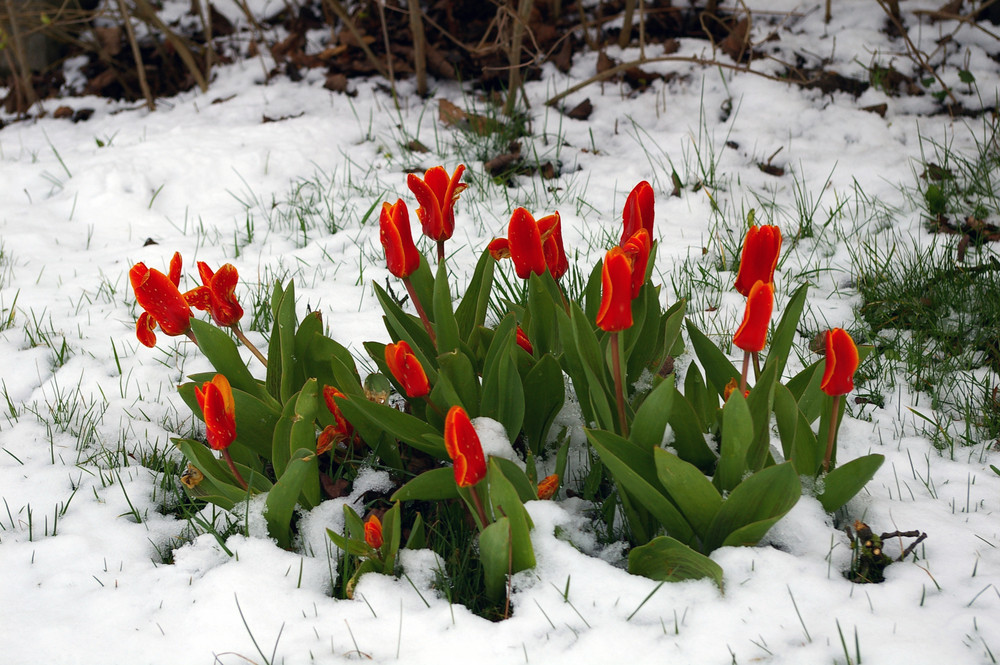 Frühling oder Winter?