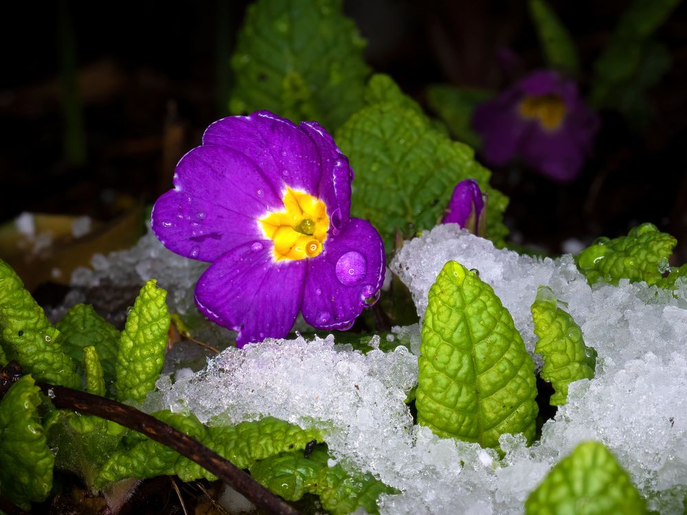 Frühling oder Winter