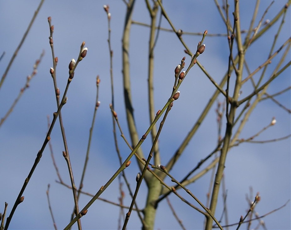 Frühling oder Winter?