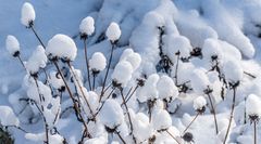 Frühling oder Winter?  I