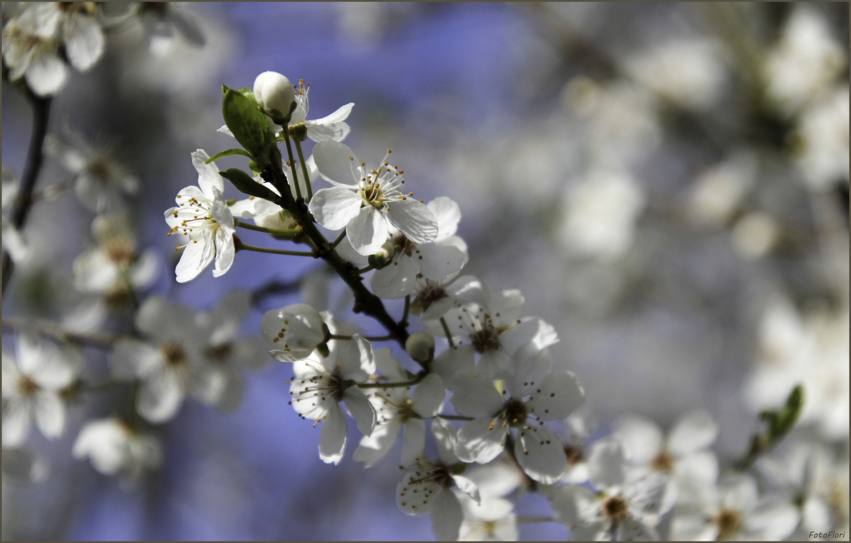 Frühling - oh wie schön