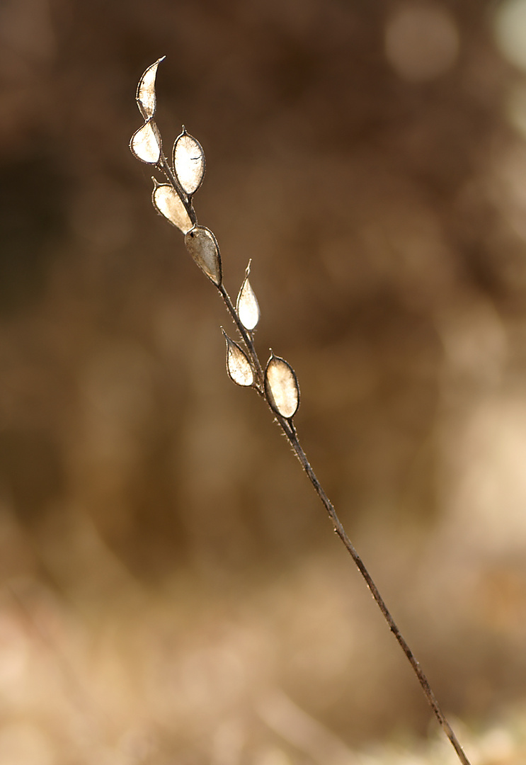 Frühling ohne Blüte