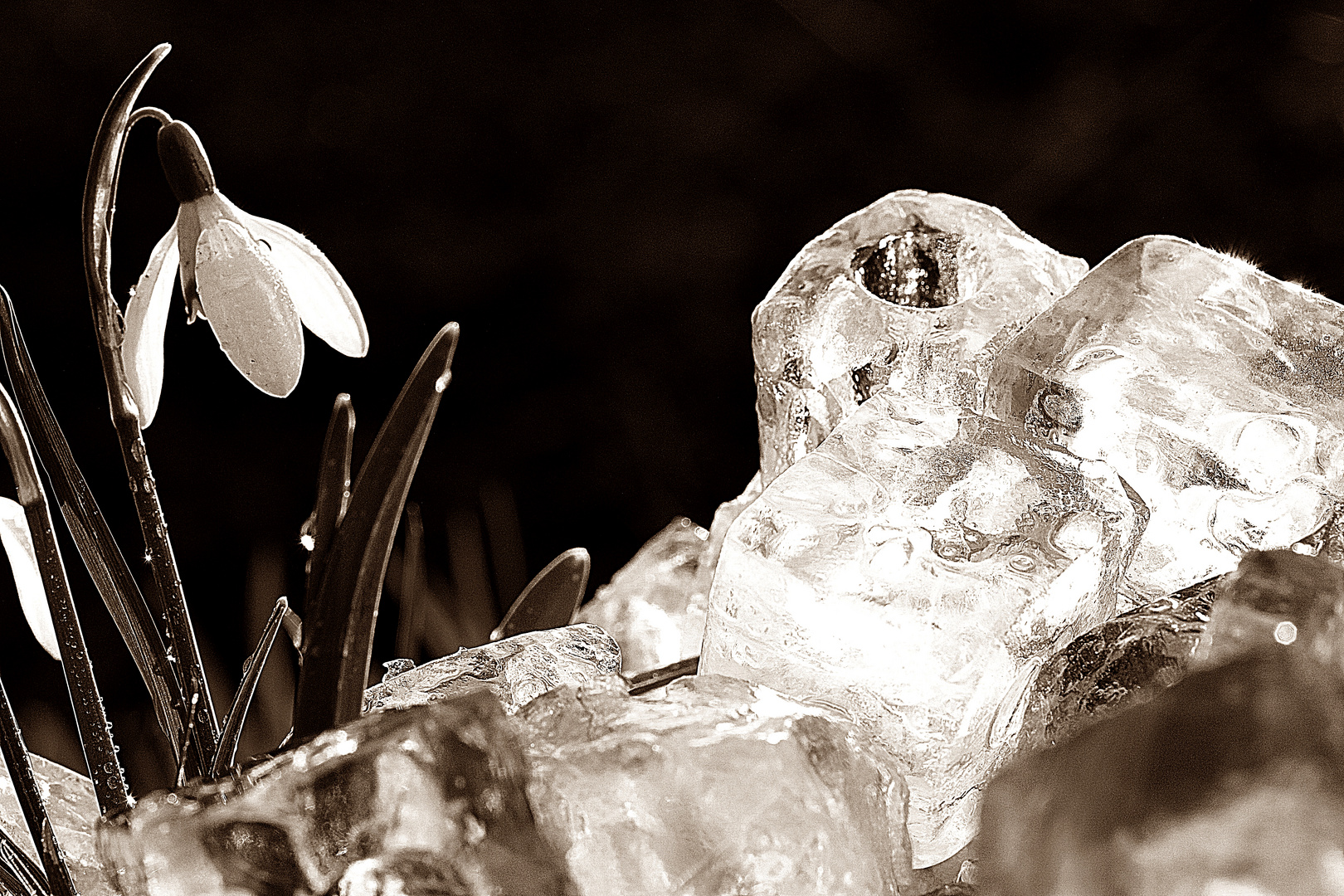 Frühling on the Rocks