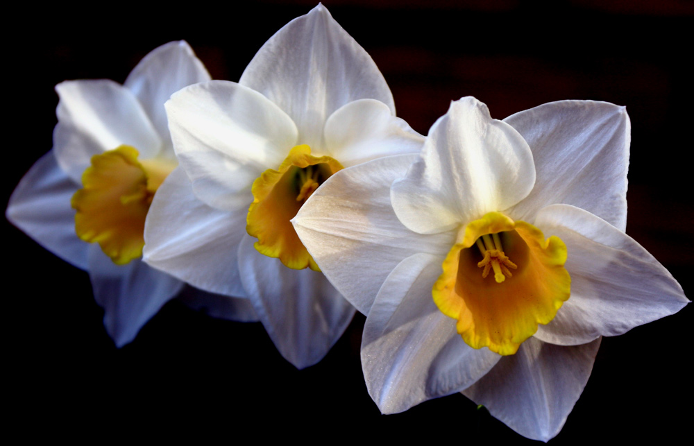 Frühling Osterglocke