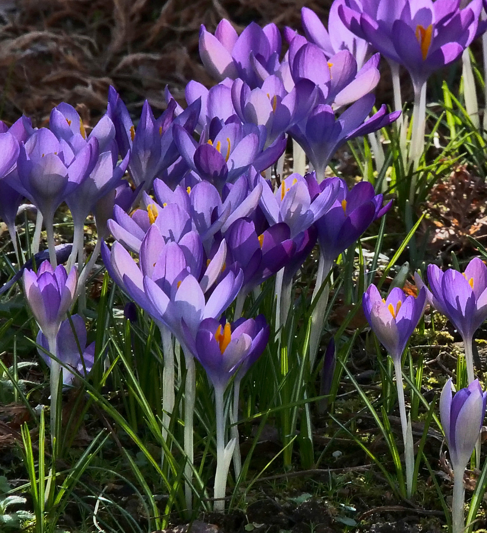 Frühling passiert.....