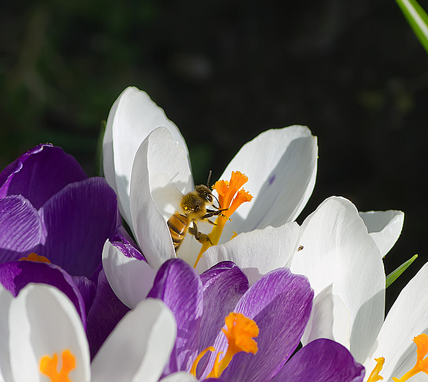 Frühling Pollen sammeln