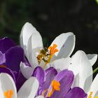 Frühling Pollen sammeln