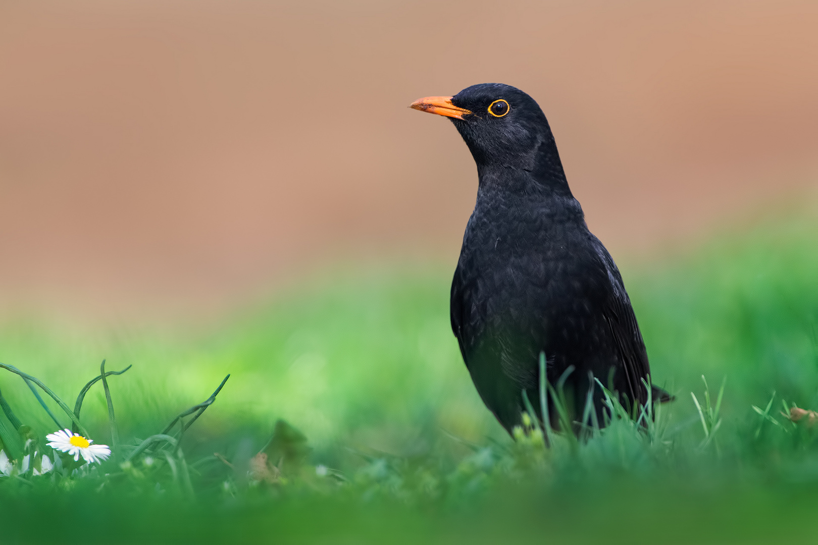 Frühling portrait.....