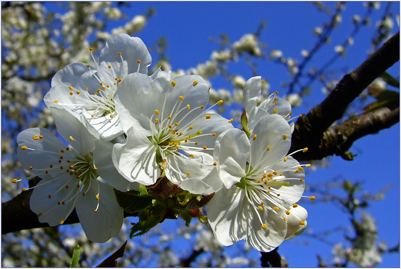 Frühling prall