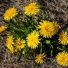 Frühling prangt mit voller Kraft