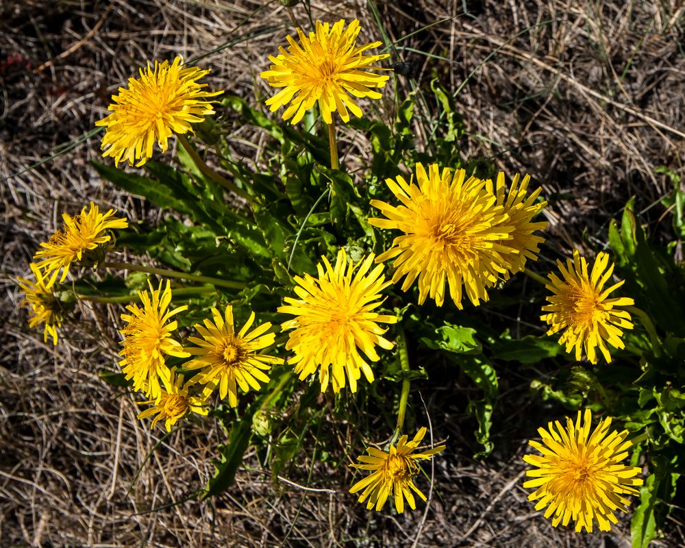 Frühling prangt mit voller Kraft