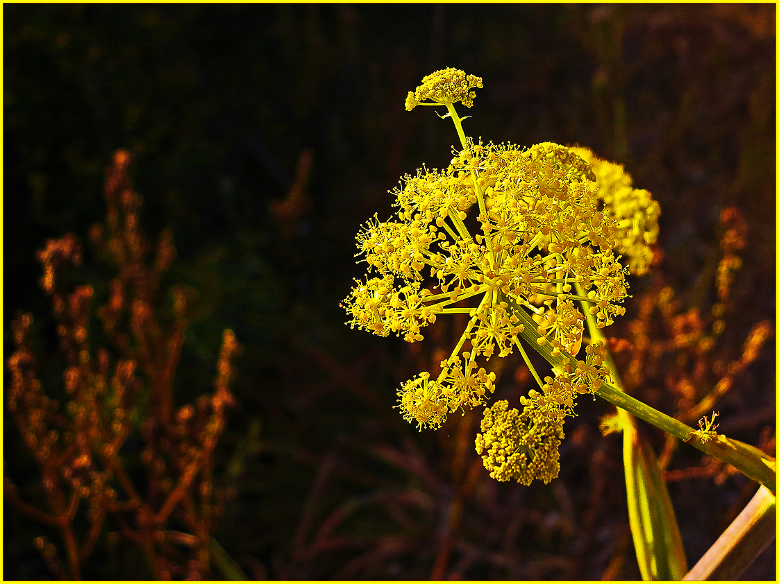 Frühling / Primavera (1)