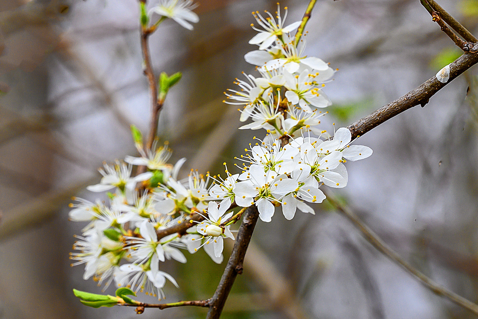 Frühling - Printemps