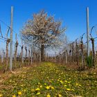 Frühling-Printemps-Primavera-Spring