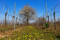 Frühling-Printemps-Primavera-Spring