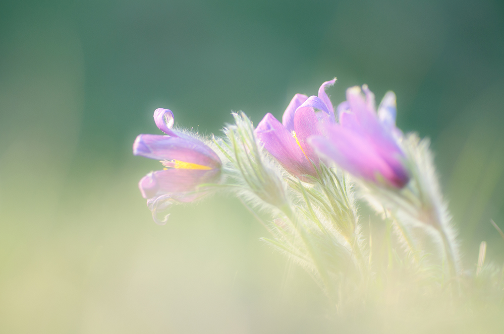 Frühling ( Pulsatilla vulgaris )