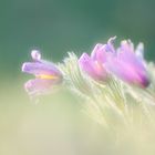 Frühling ( Pulsatilla vulgaris )