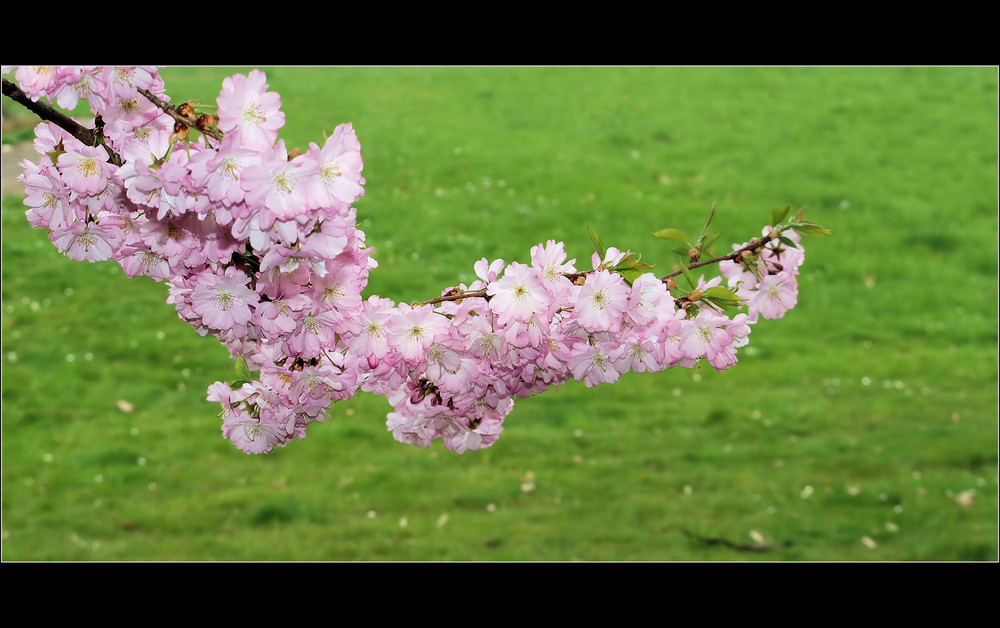 Frühling PUR