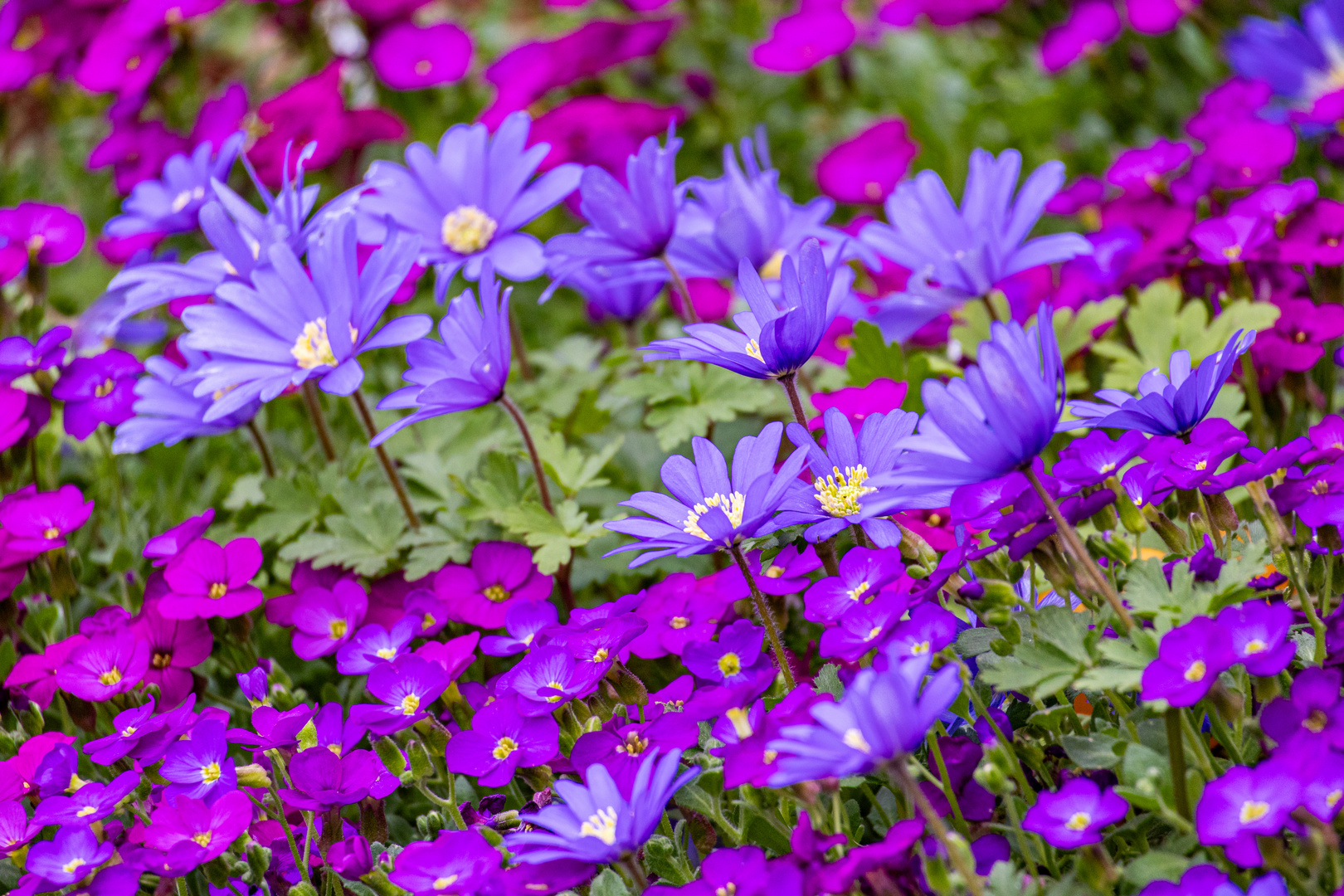 Frühling pur