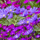 Frühling pur