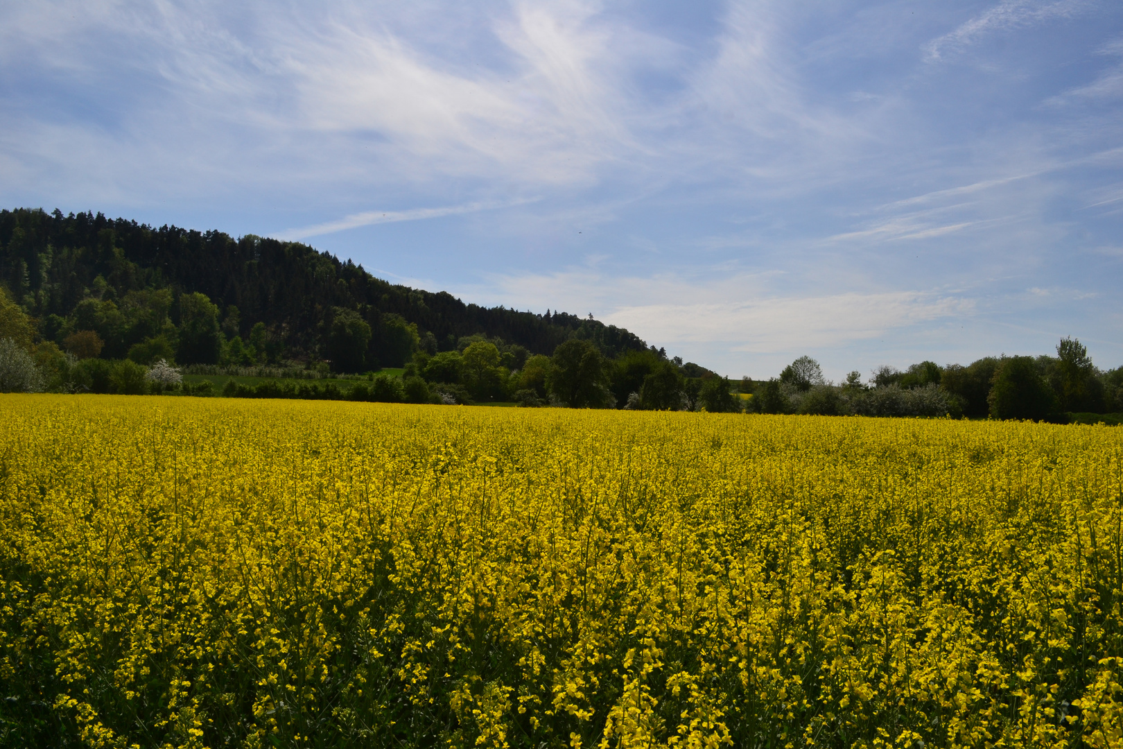 FRÜHLING PUR