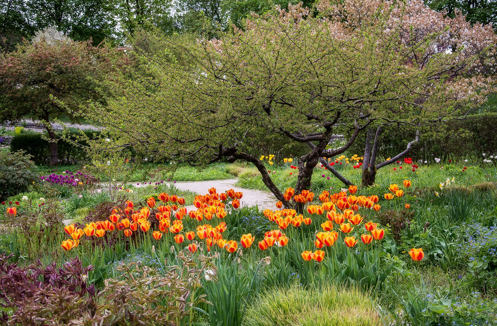 Frühling pur