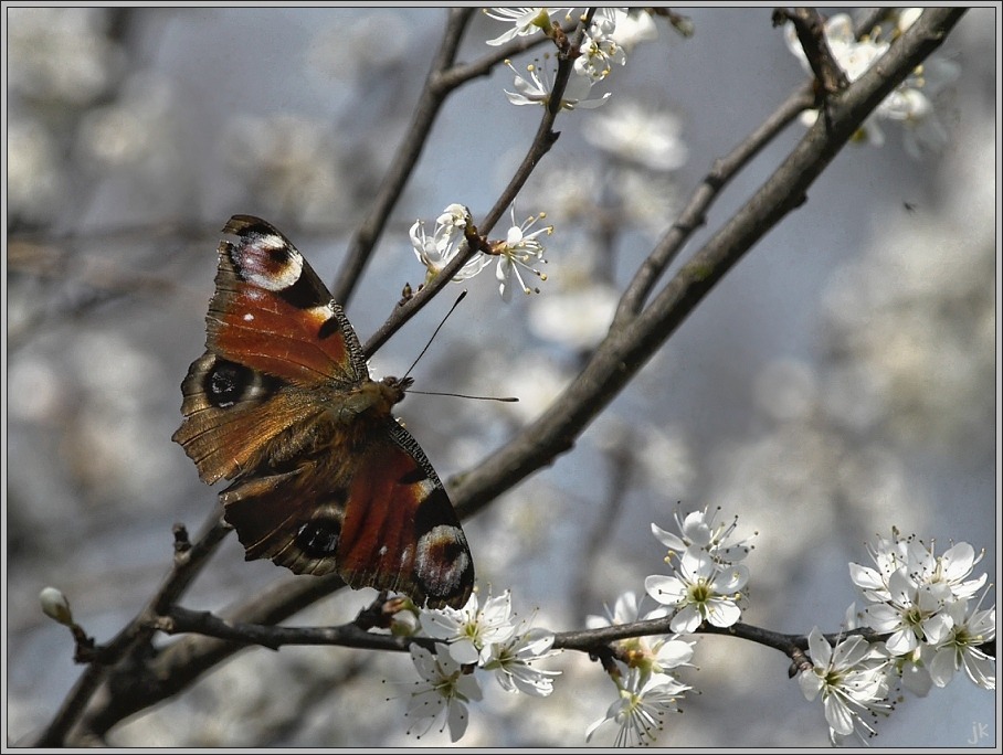 frühling pur...