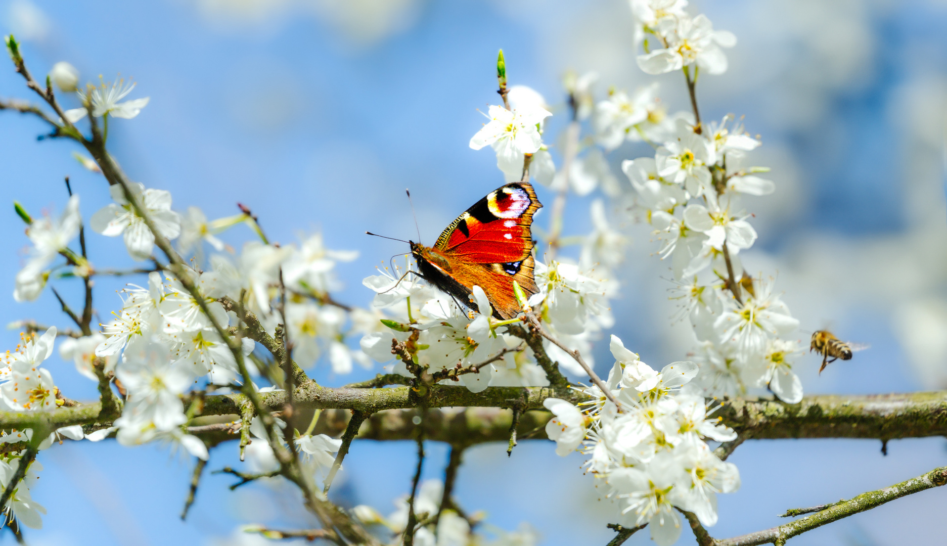                      Frühling pur