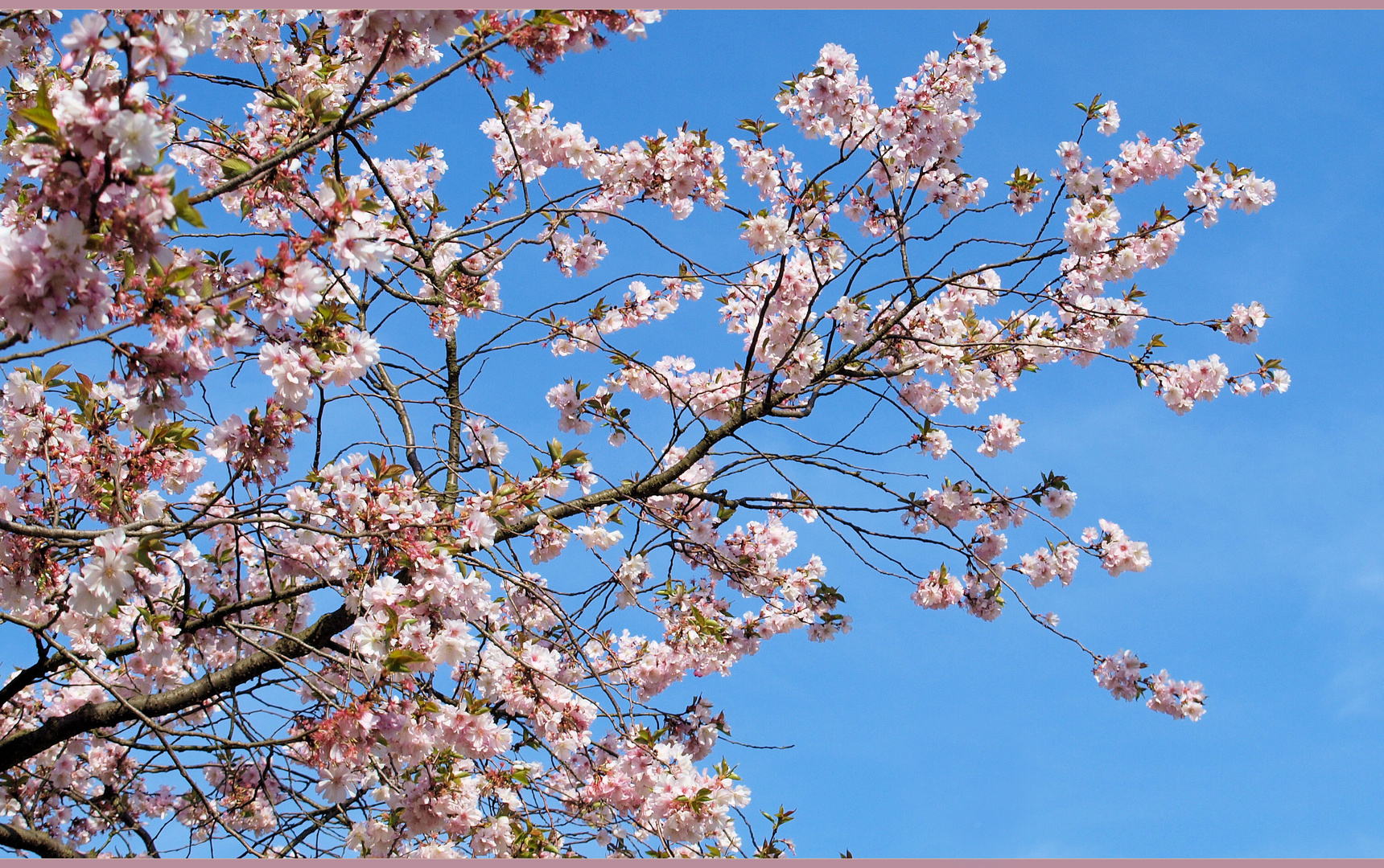 Frühling pur....