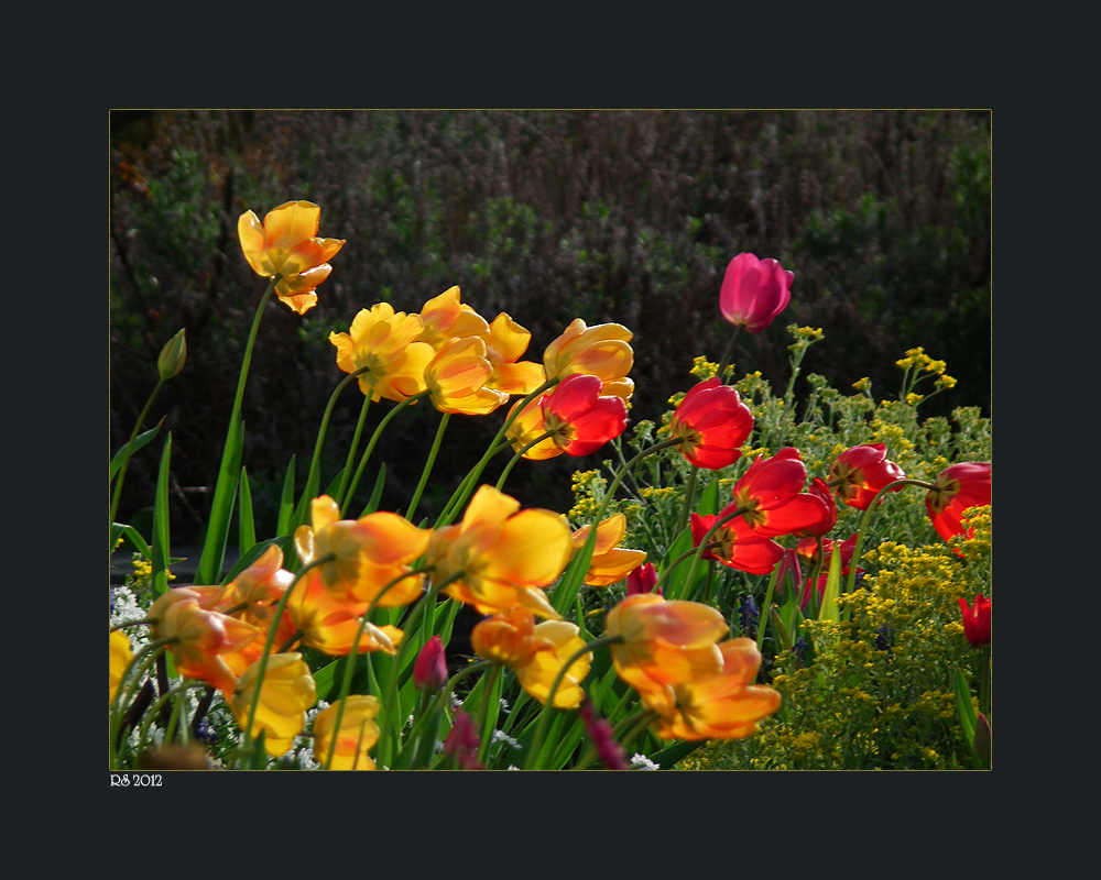 Frühling pur