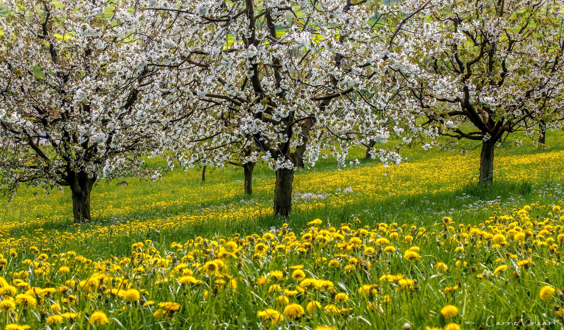 Frühling pur