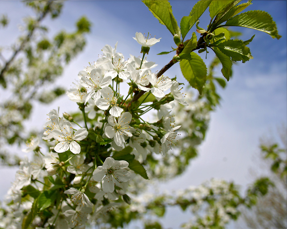 Frühling pur