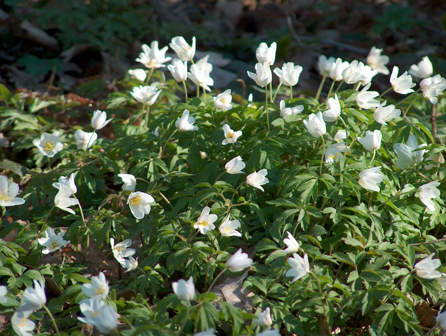 Frühling pur