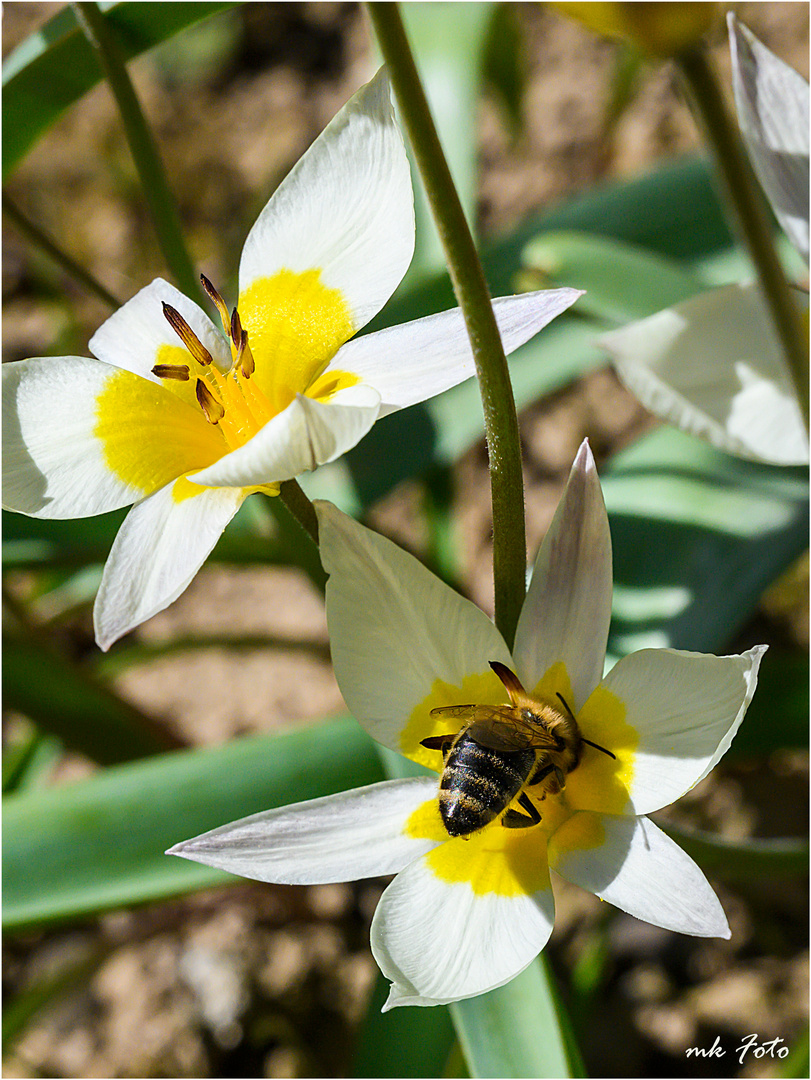 Frühling pur