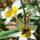 Frühling pur