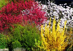 Frühling pur