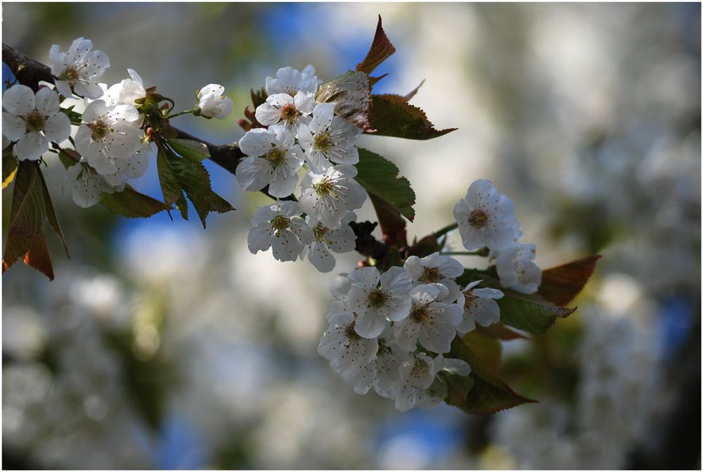 Frühling-pur...