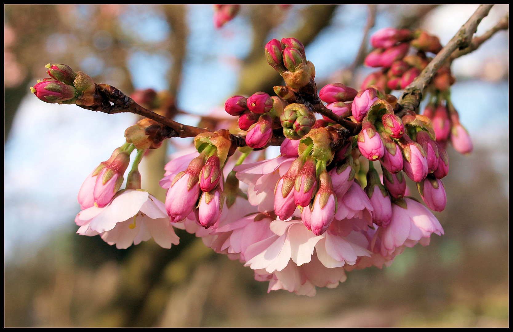 Frühling PUR